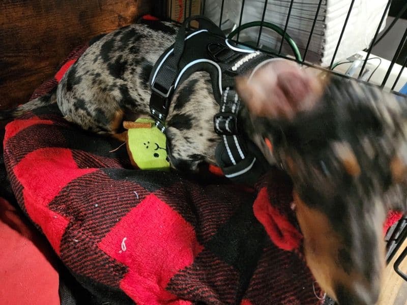 Miniature Dachshund 1 year 1 month old male small named Scheffler for breeding in Pinal County, Arizona | Petmeetly