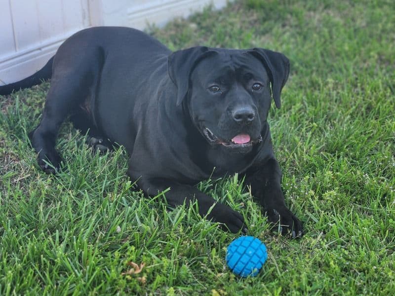 Presa Canario 3 years 3 months old male large named Blue for breeding in Rutherford County, Tennessee | Petmeetly