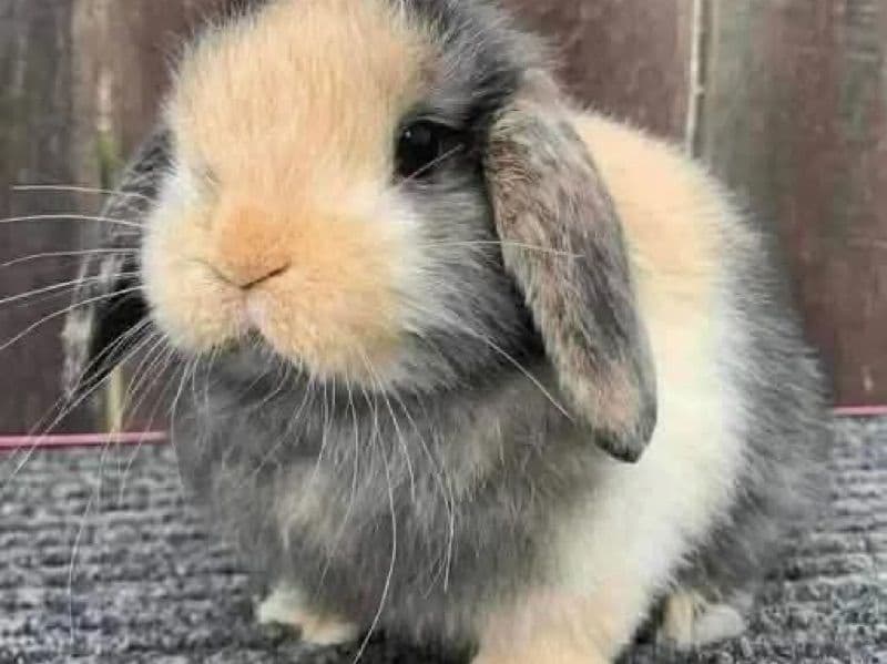 Tim - Mini Lop | Petmeetly