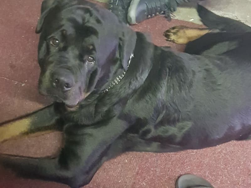 Rottweiler 6 years 11 months old male extra large named Ozzy for breeding in South Yorkshire, England | Petmeetly