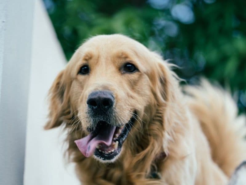 English Golden Retriever 5 years 1 month old male large named Whiskey for breeding in Hyderabad, Telangana | Petmeetly