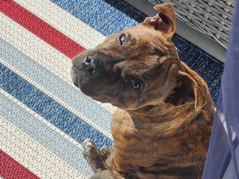 Staffordshire Bull Terrier 1 year 3 months old male medium named Charlie for breeding in Broward County, Florida | Petmeetly