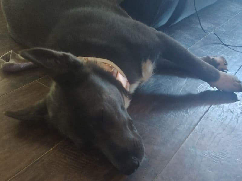 Husky 1 year 10 months old female medium named Puma for breeding in Yavapai County, Arizona | Petmeetly