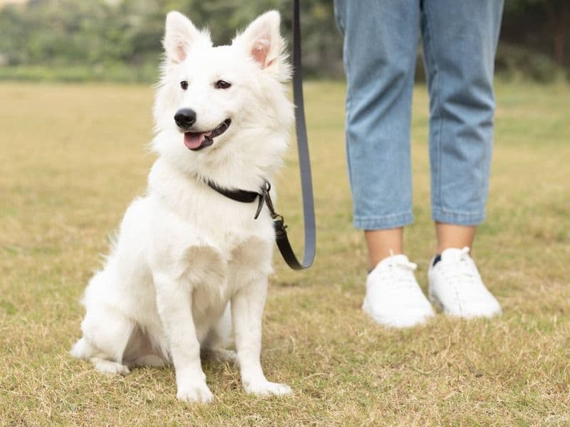 German Spitz 3 years 6 months old male small named Candy for breeding in Meerut Division, Uttar Pradesh | Petmeetly