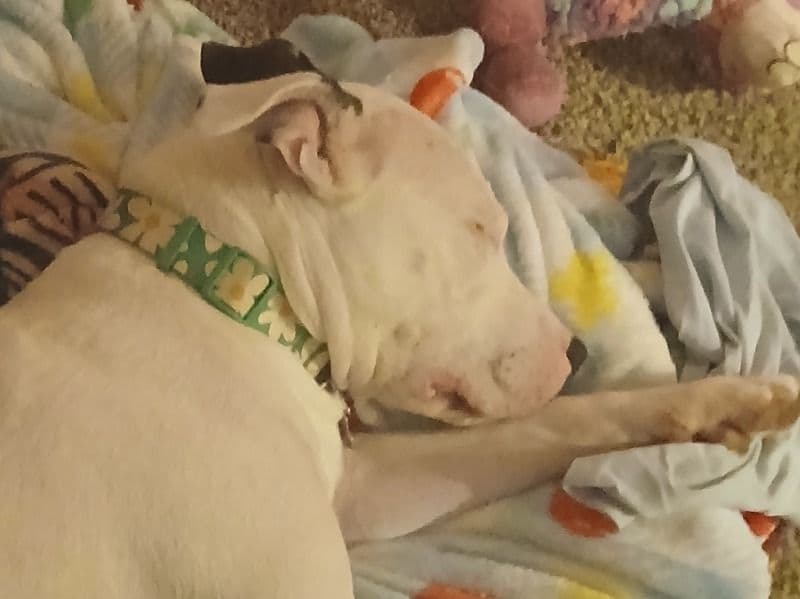 American PitBull Terrier 3 years 4 months old female medium named Daisy for breeding in Anoka County, Minnesota | Petmeetly