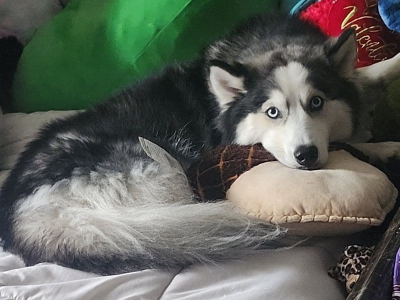 Husky 3 years 10 months old female medium named Remi for breeding in Green Lake County, Wisconsin | Petmeetly