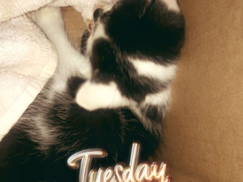 Turkish Angora 8 months old male named Ace for sale in Wayne County, Michigan | Petmeetly