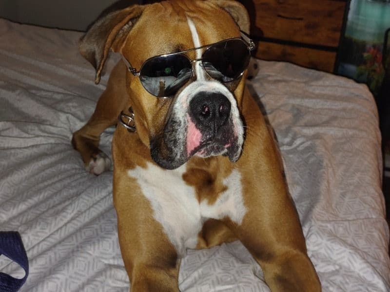 Boxer 1 year 3 months old male large named Tyson for breeding in Volusia County, Florida | Petmeetly