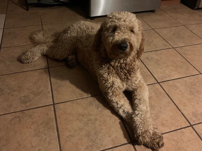 Goldendoodle 3 years 7 months old male medium named Maui for breeding in Cumberland County, Nova Scotia | Petmeetly