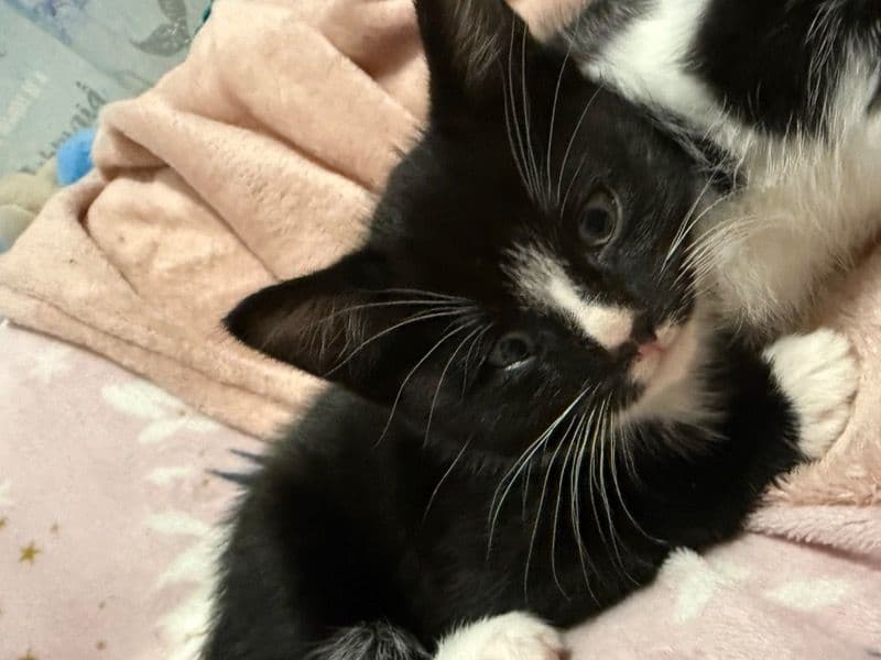 British Shorthair 6 months old male named Pablo for breeding in West Yorkshire, England | Petmeetly