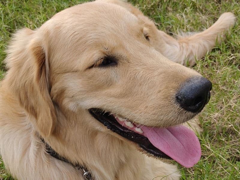 Golden Retriever 11 months old male medium named Sasha for breeding in Chandigarh, Chandigarh | Petmeetly