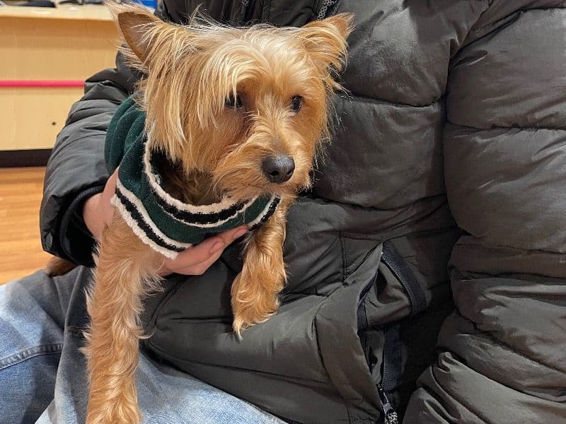 Yorkshire Terrier 3 years 1 month old female small named Raya for breeding in Greater London, England | Petmeetly