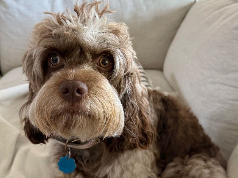 Cockapoo 2 years old female medium named Dolly for breeding in Lamar County, Mississippi | Petmeetly