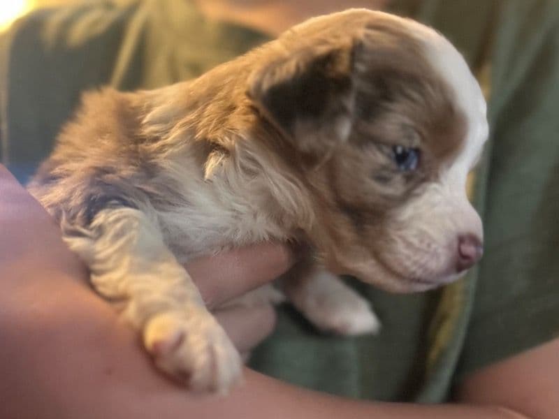 Miniature Australian Shepherd 1 month old female small named Strawberry Shortcake for sale in Jackson County, Georgia | Petmeetly
