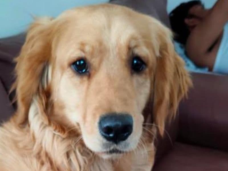 English Golden Retriever 2 years 3 months old female medium named Maggie for breeding in Lucknow Division, Uttar Pradesh | Petmeetly