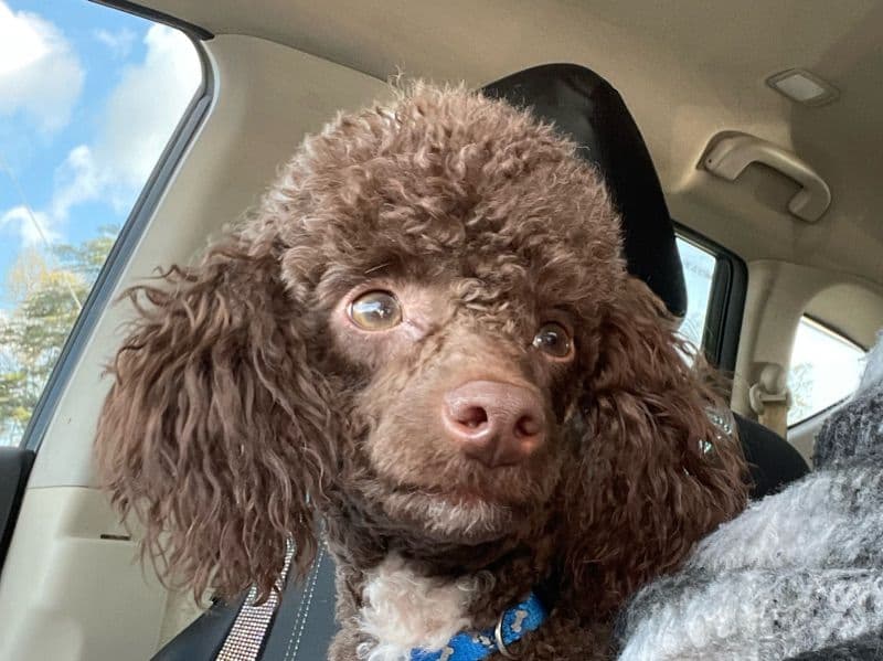 Toy Poodle 1 year 4 months old male small named Koda for breeding | Petmeetly