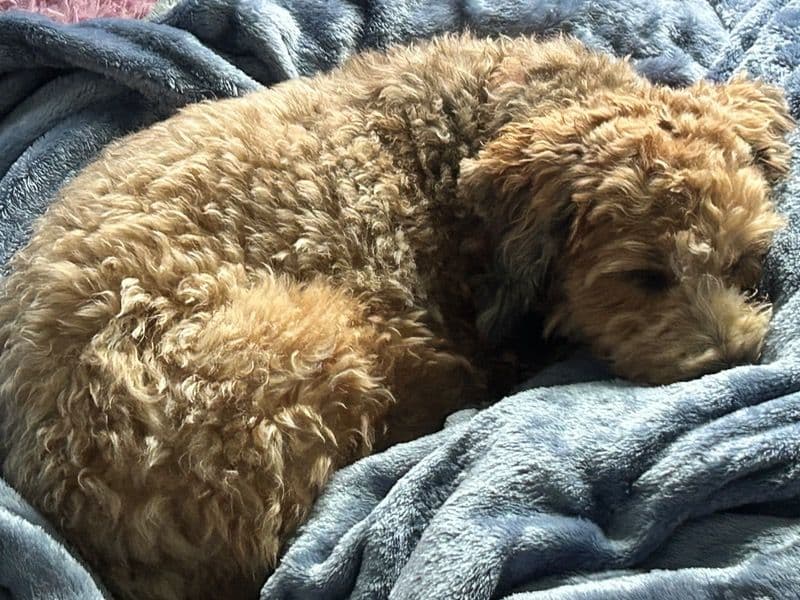 Whoodle 3 years 4 months old female medium named Maisie for breeding in Paulding County, Georgia | Petmeetly