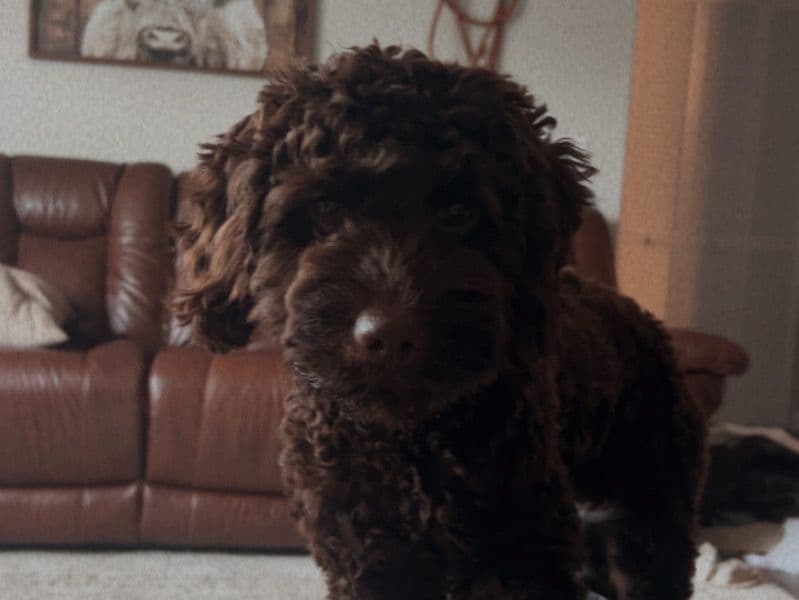 Cockapoo 1 year old male small named Bear for breeding in Washington County, Iowa | Petmeetly