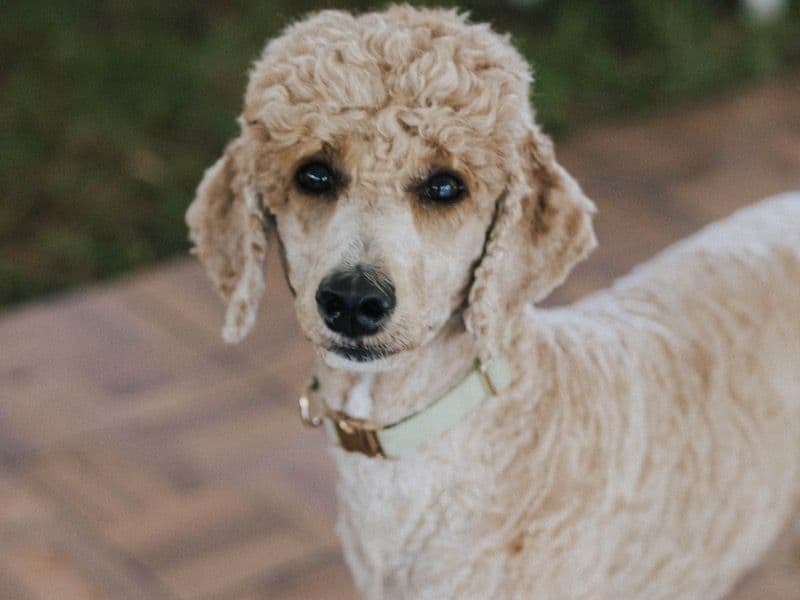 Standard Poodle 2 years 11 months old female medium named Tilly for breeding in Cobb County, Georgia | Petmeetly