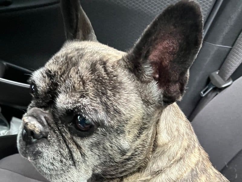 French Bulldog 4 years 10 months old male medium named Harb for sale in Washington, District of Columbia | Petmeetly