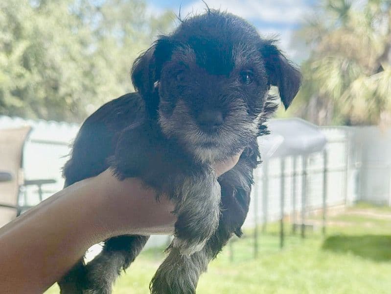 Schnauzer 2 months old male small named No Have ñame for sale in Condado de Lee, Florida | Petmeetly