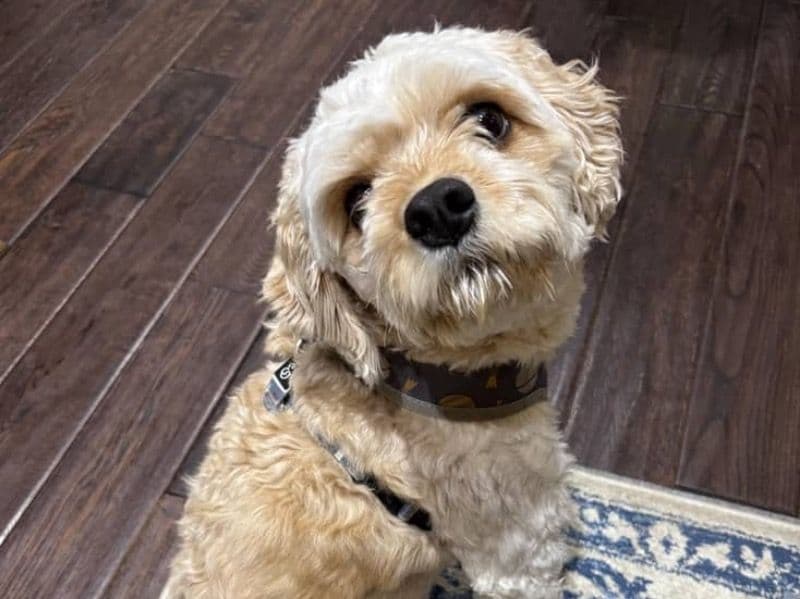 Cavapoo (Cavadoodle) 2 years 5 months old male medium named Ace for breeding in Charles County, Maryland | Petmeetly