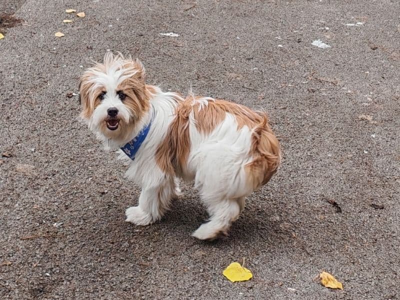 Lhasa Apso 1 year 3 months old female medium named Coco for breeding in West Midlands, England | Petmeetly