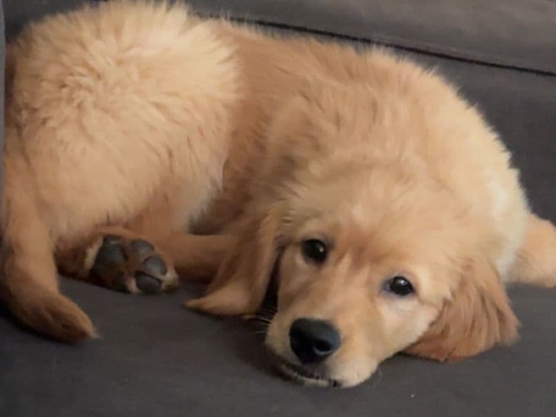 Golden Retriever 3 months old male medium named Kai for sale in Harris County, Texas | Petmeetly