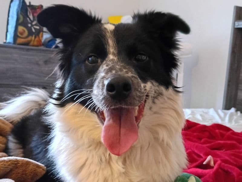 Border Aussie 1 year 3 months old female medium named Hollie for adoption in Whiteside County, Illinois | Petmeetly