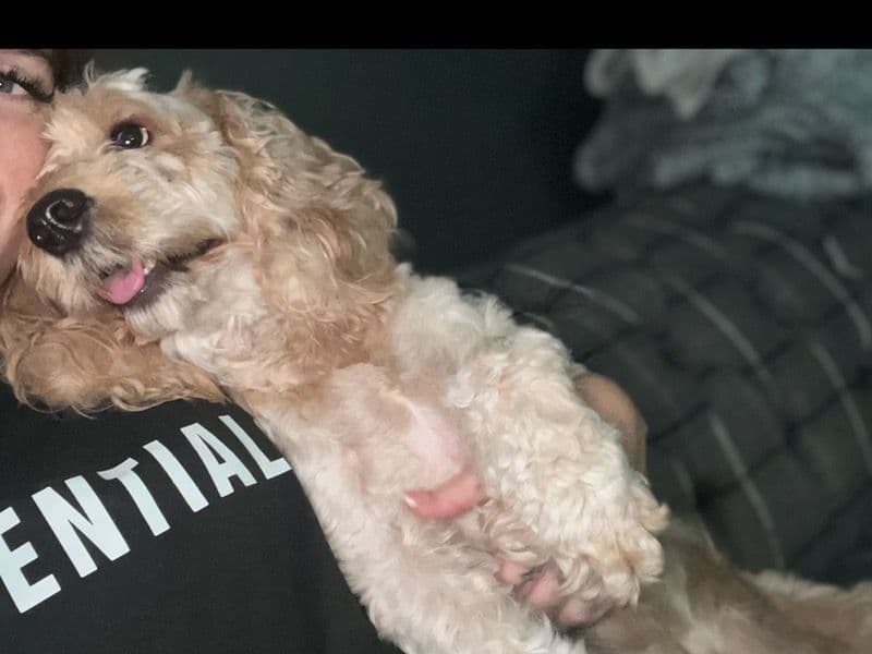Cockapoo 1 year 6 months old female medium named Honey for breeding in Lancashire, England | Petmeetly
