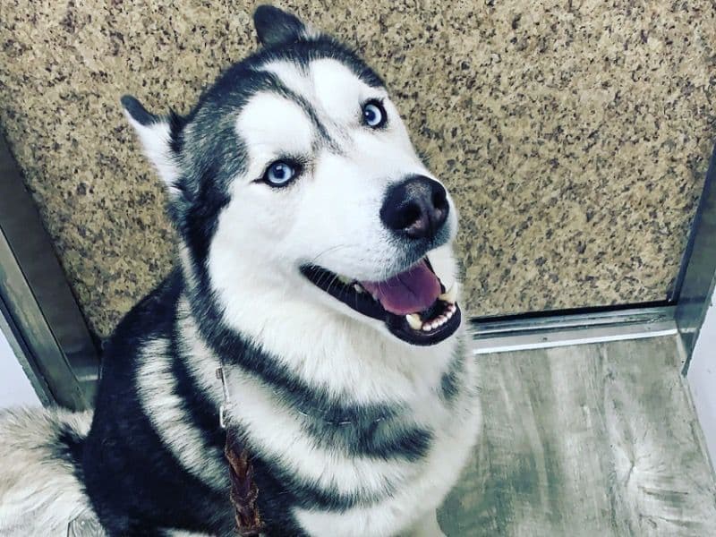 Alaskan Malamute 7 years 4 months old male large named Ghost for breeding in Denton County, Texas | Petmeetly