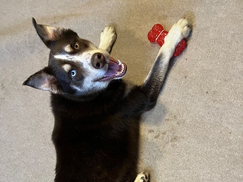 Husky 3 years 5 months old male large named Bruce for breeding in Cumberland County, North Carolina | Petmeetly