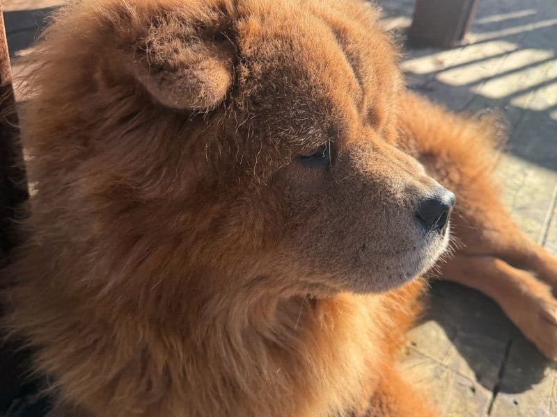 Chow Chow 1 year 4 months old male large named Freddy for adoption in Multnomah County, Oregon | Petmeetly