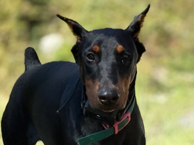 Doberman 9 months old female large named Marley for adoption in Martin County, Kentucky | Petmeetly