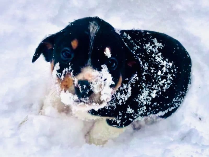 Border Collie 2 months old male medium named Watts for adoption in Oswego County, New York | Petmeetly