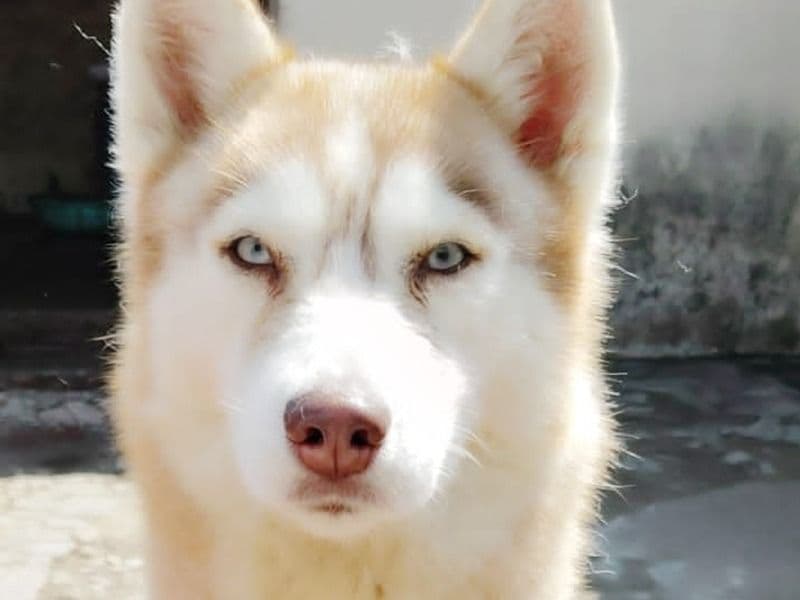 Siberian Husky 3 years old female medium named Sea for breeding in Kumaon Division, Uttarakhand | Petmeetly