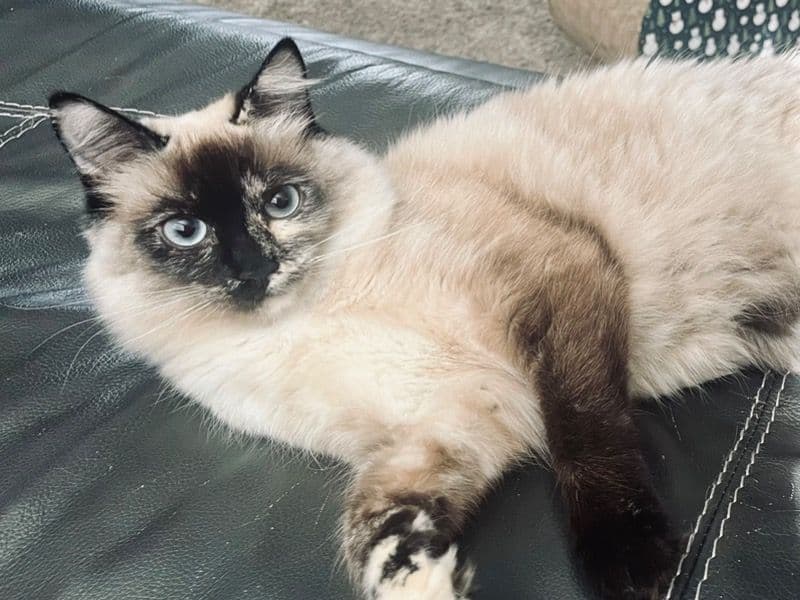 Balinese 1 year 7 months old female named Pearl for breeding in Clark County, Washington | Petmeetly