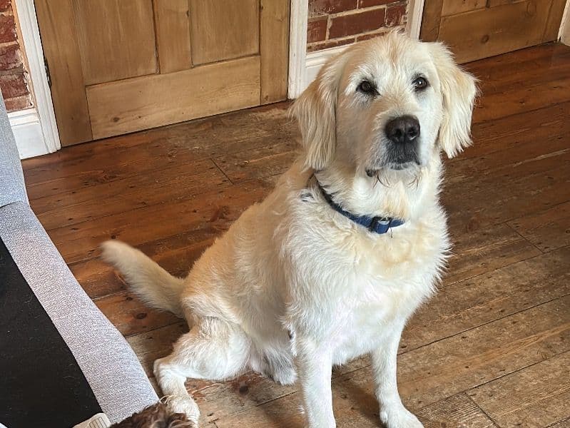 Goldador 8 years 1 month old male large named Baxter for breeding in Hampshire, England | Petmeetly