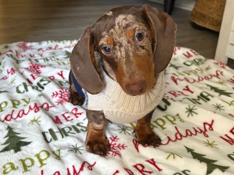 Miniature Dachshund 1 year 6 months old male small named Bruno for breeding in Harris County, Texas | Petmeetly