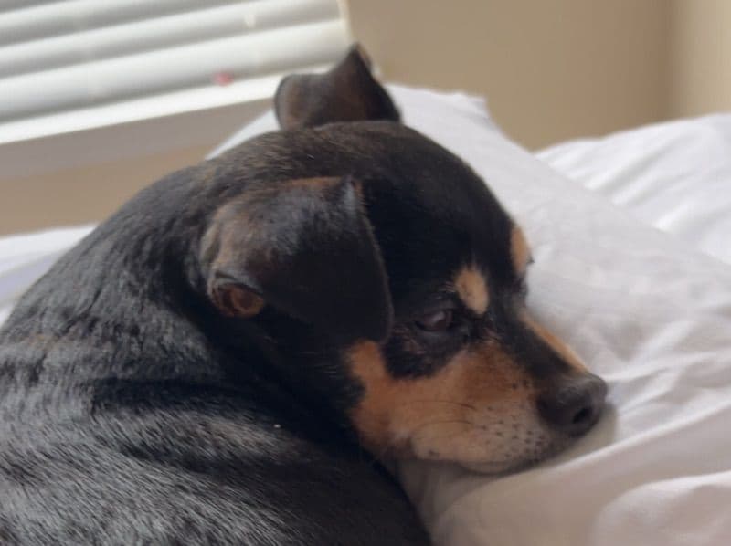 Chihuahua 2013 years 7 months old female small named Cora for breeding in Wake County, North Carolina | Petmeetly