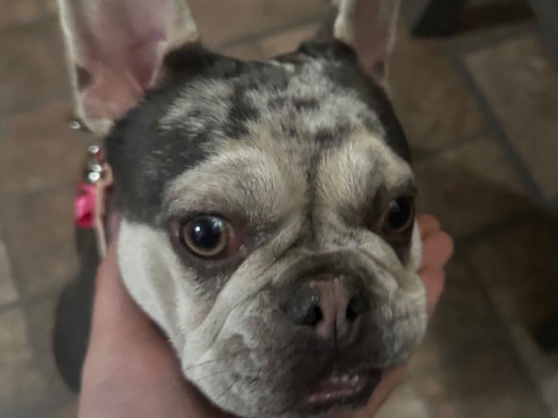 French Bulldog 7 months old female medium named Lilly for sale in Orange County, California | Petmeetly