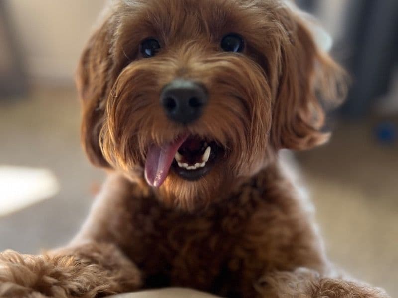 Mini Golden Doodle 3 years 4 months old female small named Sammy for breeding in Bexar County, Texas | Petmeetly