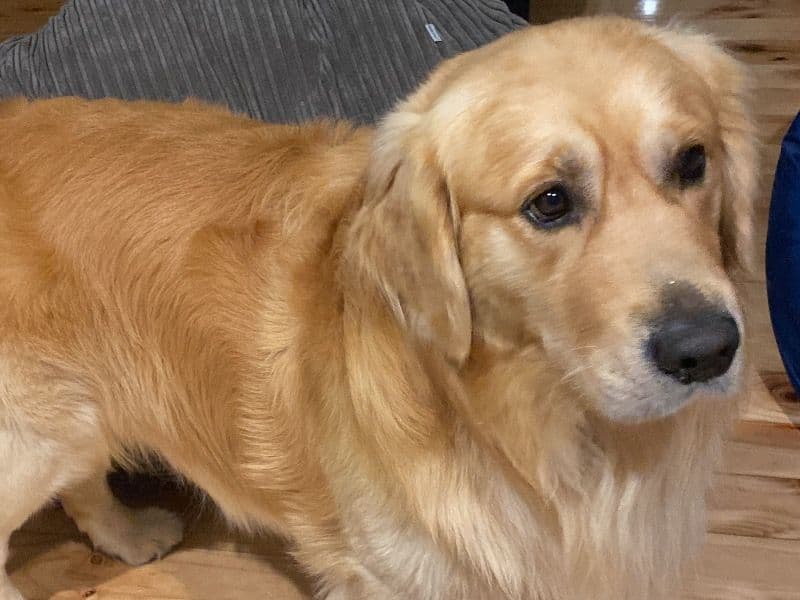 Golden Retriever 3 years 5 months old male large named Goofy for breeding in City of Onkaparinga, South Australia | Petmeetly