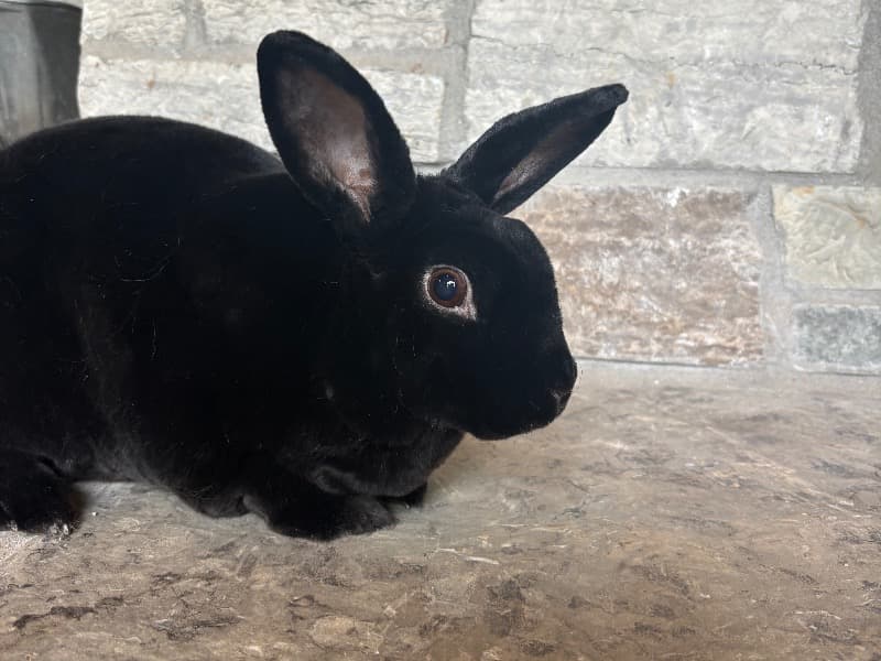 Mini Rex 3 years 2 months old female named Alfalfa for adoption in St. Charles County, Missouri | Petmeetly