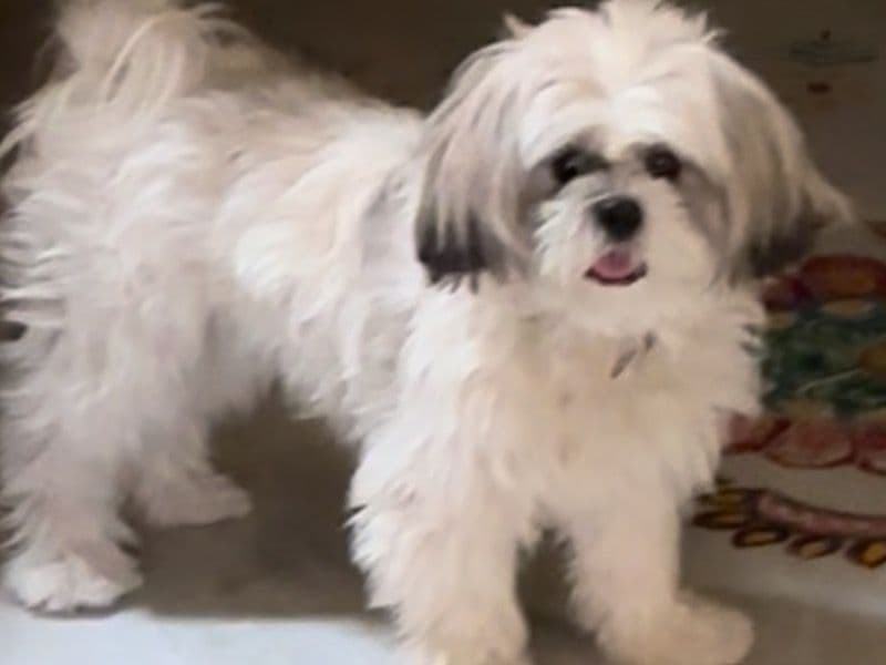 Lhasa Apso 2 years 7 months old male medium named Bruno for breeding in Hyderabad, Telangana | Petmeetly