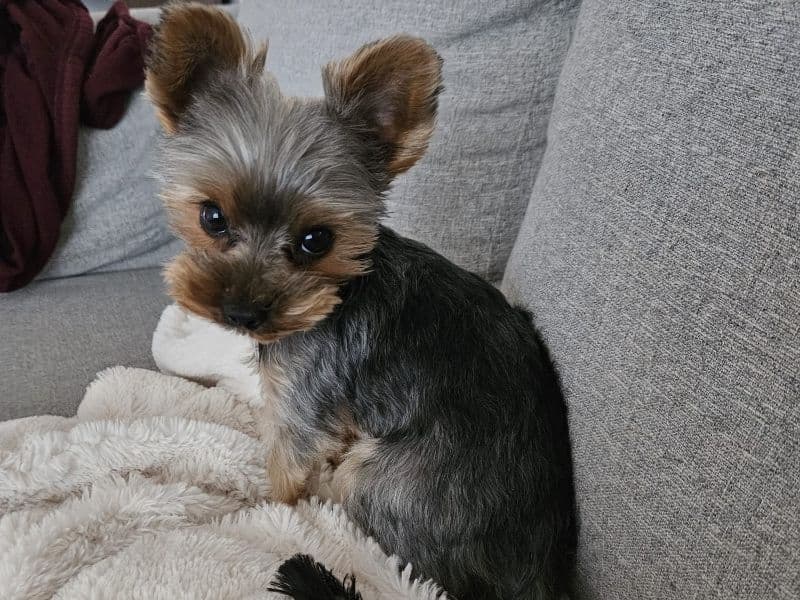 Teacup Yorkshire Terrier 3 years 4 months old female small named Cookie for breeding in Montreal, Quebec | Petmeetly