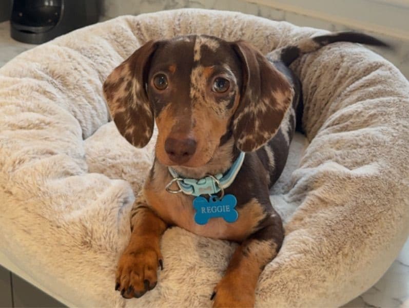 Miniature Dachshund 6 months old male medium named Reggie for breeding in Essex, England | Petmeetly