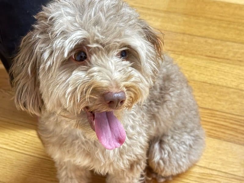Aussiedoodle 3 years 4 months old female medium named Hazel for breeding in Hillsborough County, Florida | Petmeetly
