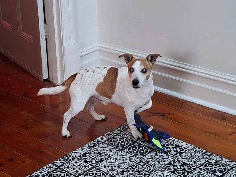 Jack Russell Terrier 8 years 8 months old male medium named Morningstar for breeding in City of Holdfast Bay, South Australia | Petmeetly