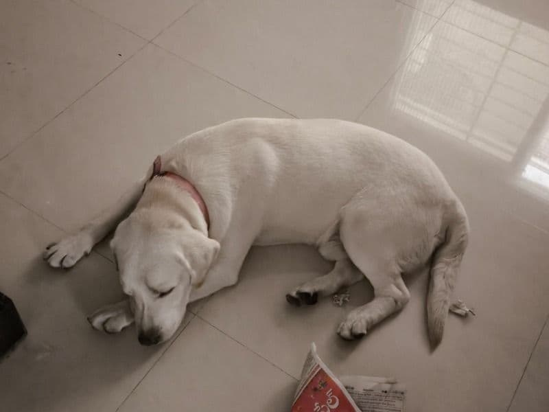 White Labrador Retriever 1 year 11 months old male medium named Sooraj for breeding in Hyderabad, Telangana | Petmeetly